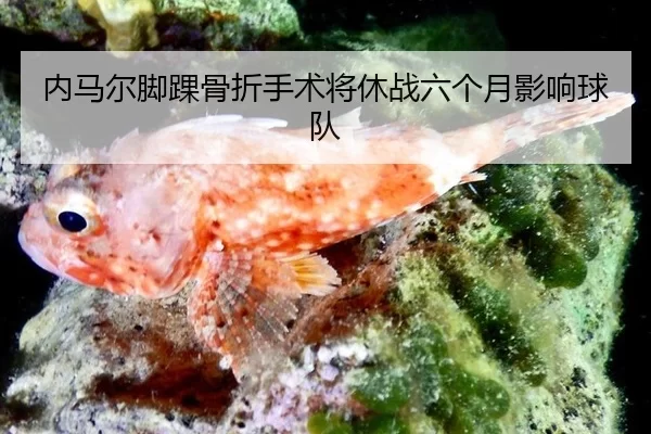 nei-ma-er-jiao-huai-gu-zhe-shou-shu-jiang-xiu-zhan-liu-ge-yue-ying-xiang-qiu-dui-2-788.jpg